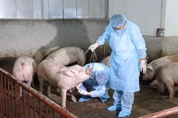北江省加强疾病预防与控制 实现畜牧业结构重组 ảnh 2