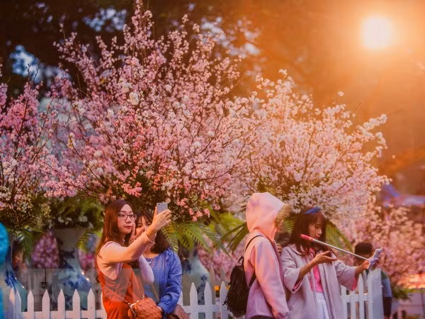 日本樱花在李太祖花园盛开 迎接日本文化交流节 ảnh 2