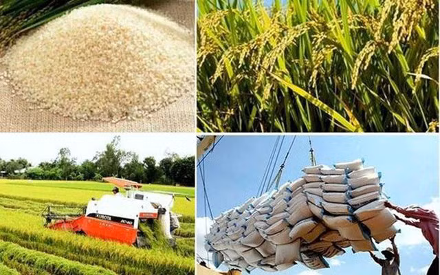 2018年越南大米出口量有望达650万吨 ảnh 1