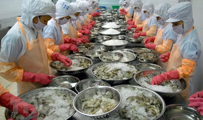 展开落实到2025年越南虾产业发展行动计划 ảnh 1 展开落实到2025年越南虾产业发展行动计划 ảnh 1