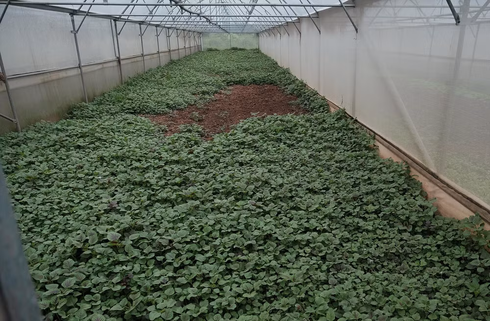 河内市两个合作社的典型范例 ảnh 2