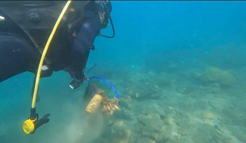 新监测方法使占婆岛海洋生态系统中塑料垃圾得到彻底清除 ảnh 1 新监测方法使占婆岛海洋生态系统中塑料垃圾得到彻底清除 ảnh 1