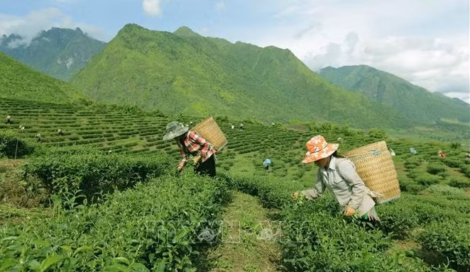 越南茶叶出口居世界第五 ảnh 1