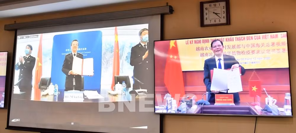  越南与中国签署越南凉粉草输华植物检疫要求议定书 ảnh 1
