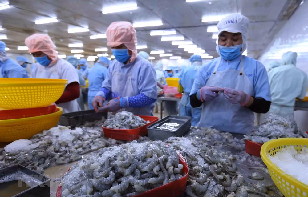 澳大利亚研究报告：越南是澳大利亚的“完美经济合作伙伴” ảnh 1