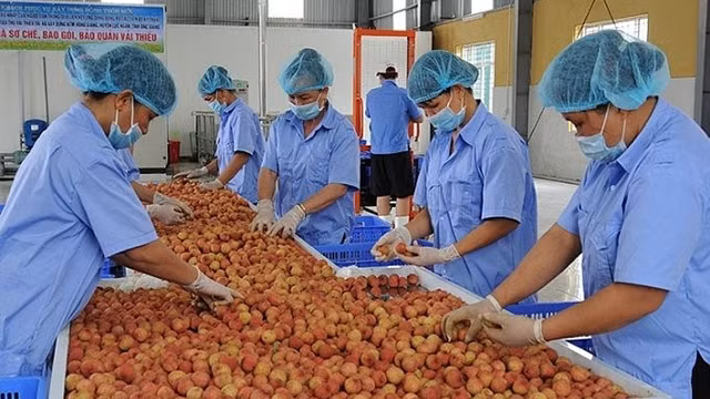 越南力争实现今年农林水产品出口额达410亿美元以上的目标 ảnh 1