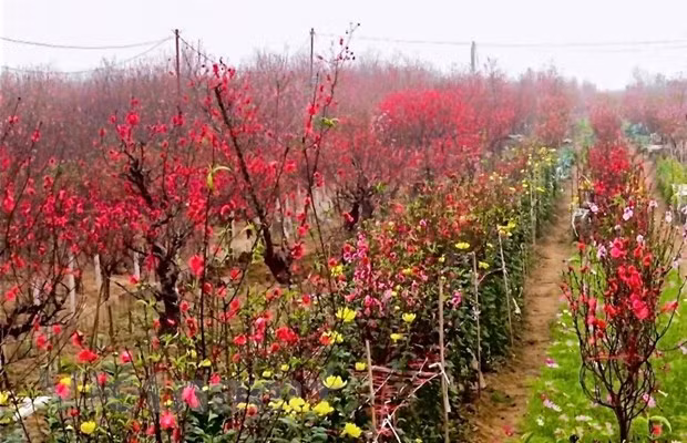 更子春节即将来临 廷榜桃花村准备迎接大丰收 ảnh 1