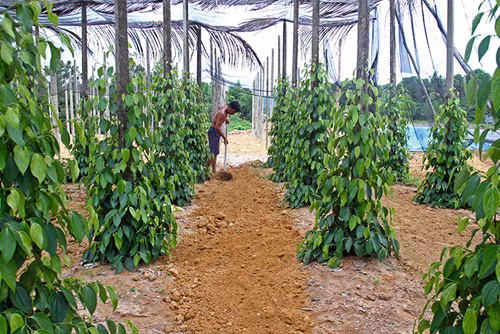 越南富国岛——蓝天碧海、阳光沙滩 ảnh 10