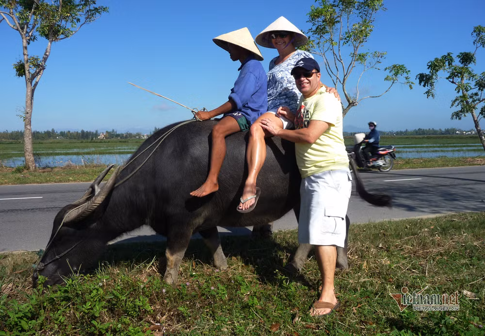 骑水牛体验活动--会安市农民独一无二的旅游产品 ảnh 1 骑水牛体验活动--会安市农民独一无二的旅游产品 ảnh 1