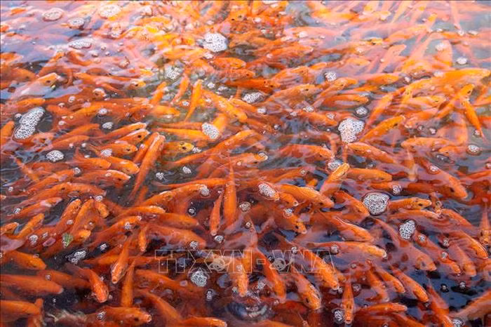 富寿省水沉村红鲤鱼养殖业进入旺季 ảnh 1