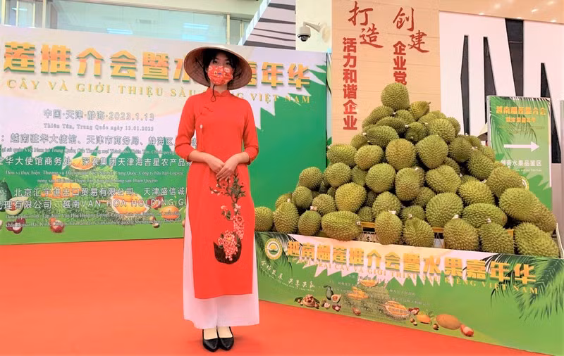 越南榴莲有望实现对华出口额10亿美元目标 ảnh 1 越南榴莲有望实现对华出口额10亿美元目标 ảnh 1