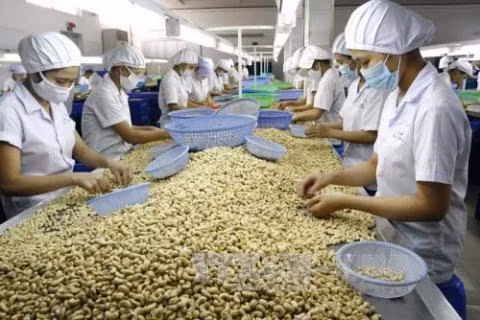 建立产品价值链是出口增长的必经之路 ảnh 1