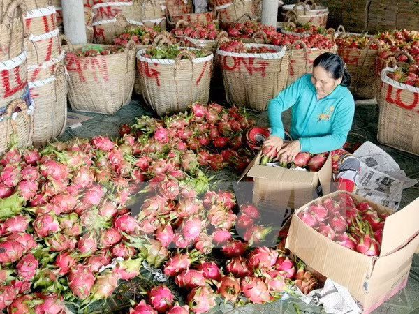 中国一直是越南农产品颇具潜力的市场 ảnh 1