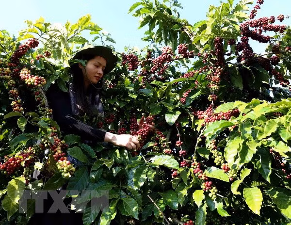 前7月阿尔及利亚自越南进口咖啡总量猛增 ảnh 1