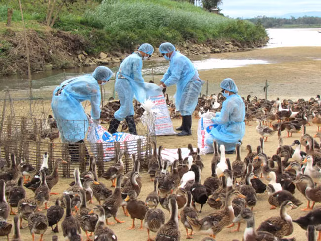 全国甲型H5N6 禽流感疫区为3个 ảnh 1