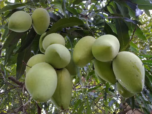 前江省和禄芒果迎来新机遇 ảnh 1