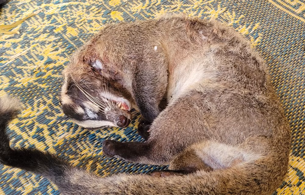 自然教育中心： 野生动物犯罪团伙逮捕率处于较高水平 ảnh 1