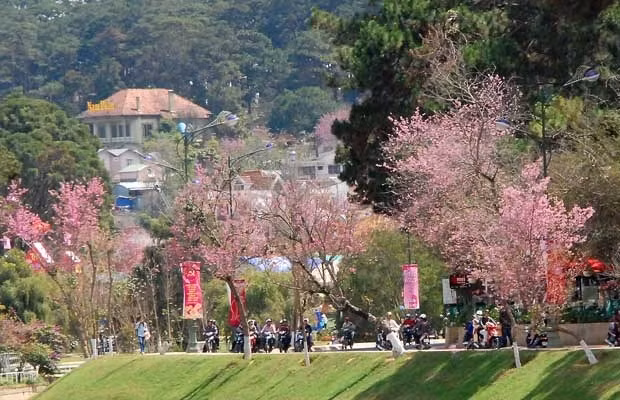大叻市梅樱桃花卉节开幕 ảnh 1