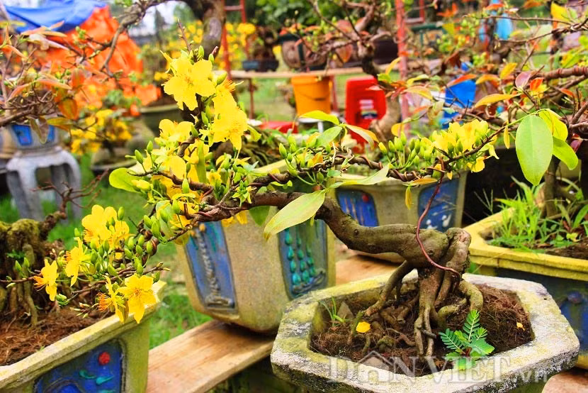 春节即将来临 富安省梅花市场升温 ảnh 2