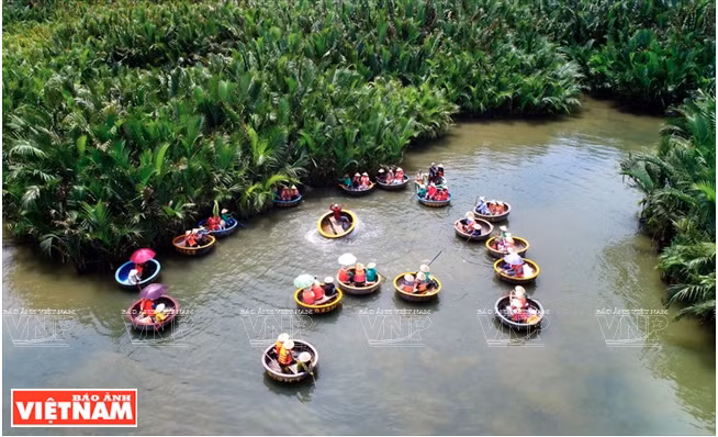 绿油油的锦青水椰林 ảnh 1