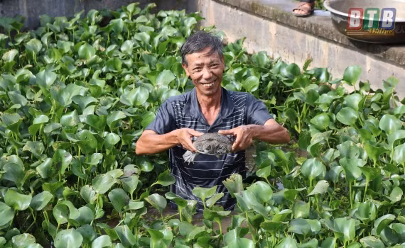 甲鱼养殖模式铺平农民致富之路 ảnh 2
