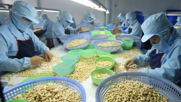促进腰果加工和销售活动 ảnh 1