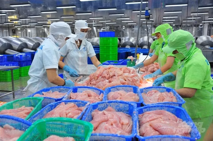 中国大量购买越南查鱼 ảnh 1