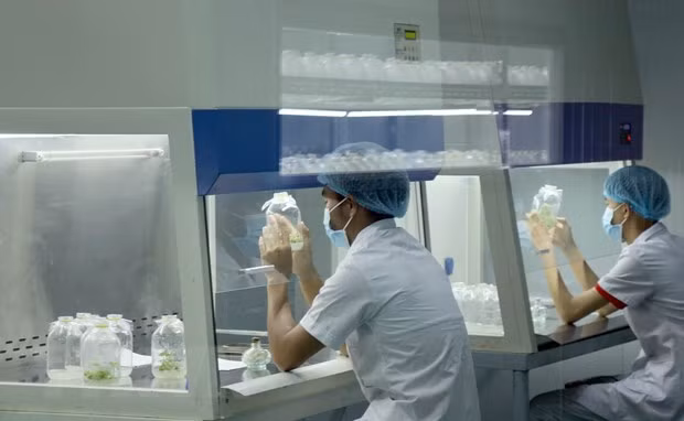 荷兰金融机构支持广南省林冠下可持续发展玉灵人参项目 ảnh 2