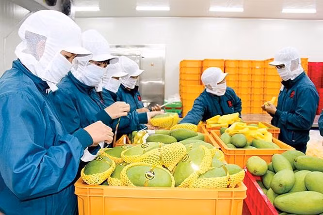 越南对中东市场货物出口额实现强劲增长 ảnh 1