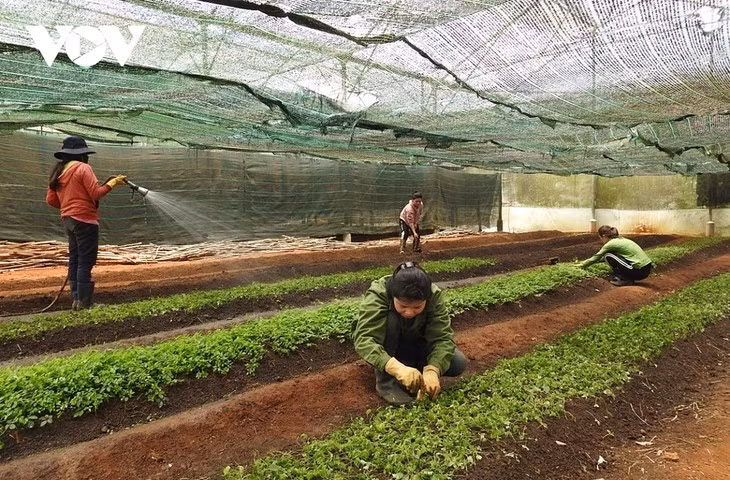 昆嵩省各个乡村积极应用科技于农业生产 ảnh 1 昆嵩省各个乡村积极应用科技于农业生产 ảnh 1