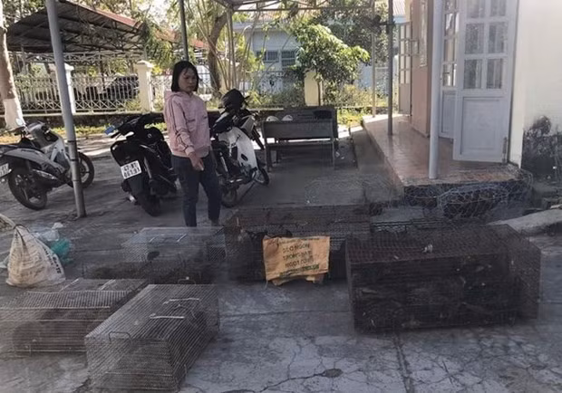 林同省：当场抓获了一女子非法收购、出售和持有大量野生动物 ảnh 1