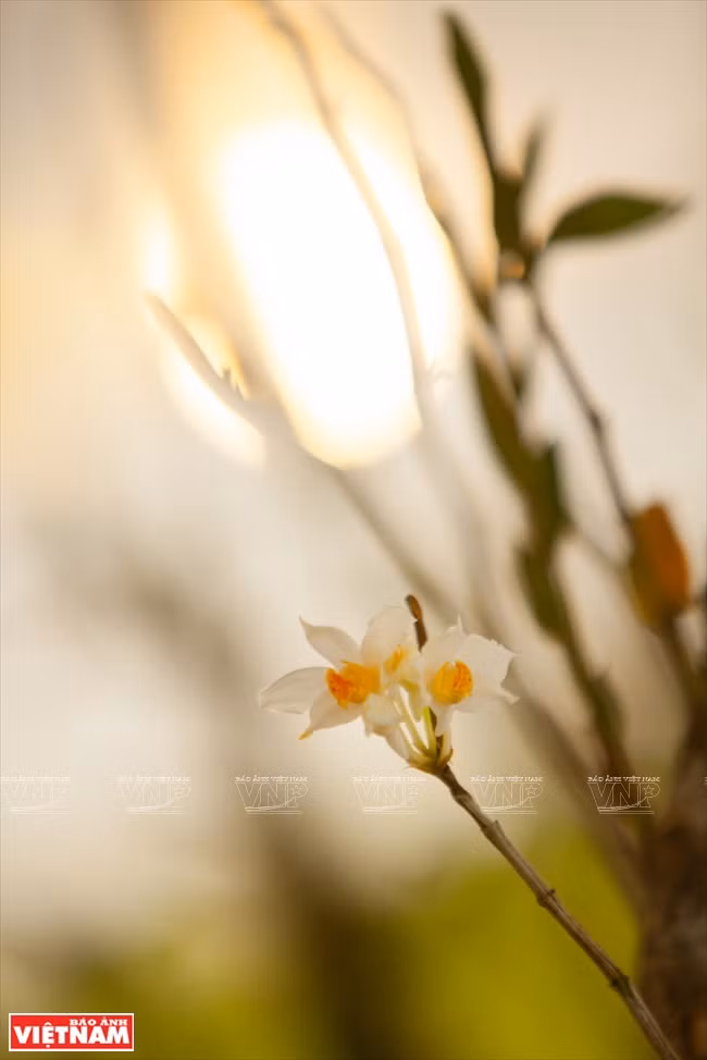 越南一流花苗银行（组图） ảnh 8