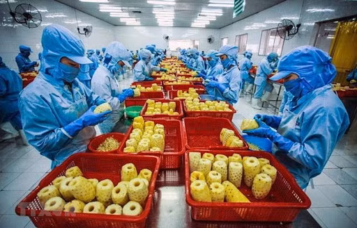 加工蔬果出口额增长潜力巨大 ảnh 1