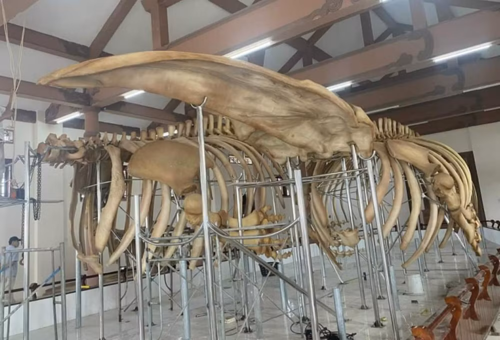 近300年前的两具鲸鱼骨架成功修复 ảnh 1