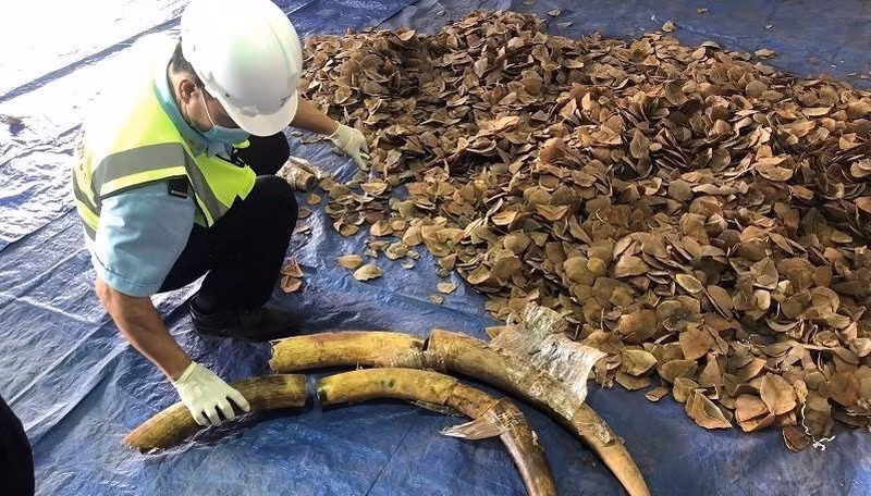 岘港市发现大量装有疑似象牙、穿山甲鳞片的货柜 ảnh 1