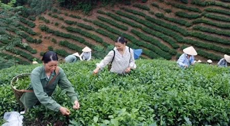 新潮革命家乡的新面貌 ảnh 1 新潮革命家乡的新面貌 ảnh 1