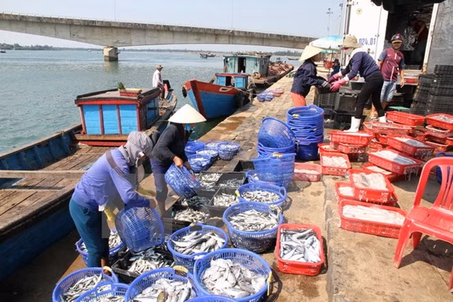 越南水产加工出口协会要求台塑集团对越南中部水产出口企业负起责任 ảnh 1