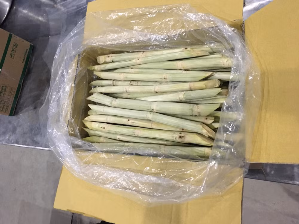 越南新鲜甘蔗出口至韩国和美国 ảnh 1