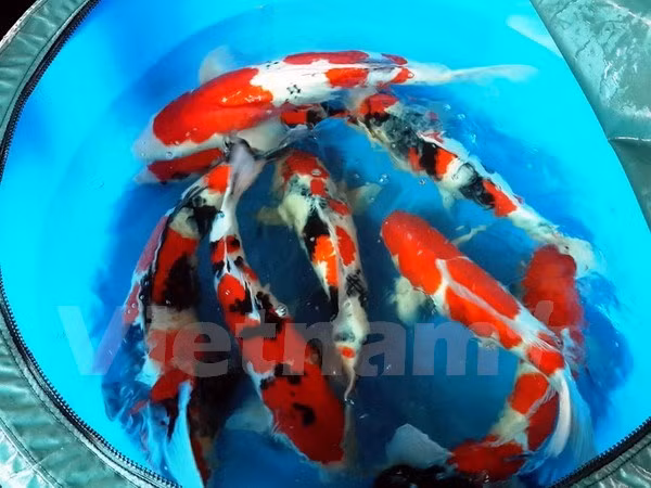 越南永隆省与以色列达甘集团加强高科技农业的合作 ảnh 1