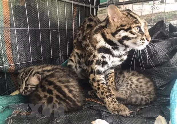 菊芳国家公园接收5只稀有斑猫 ảnh 1