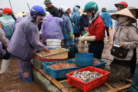 上午探访交海乡鱼市 ảnh 2