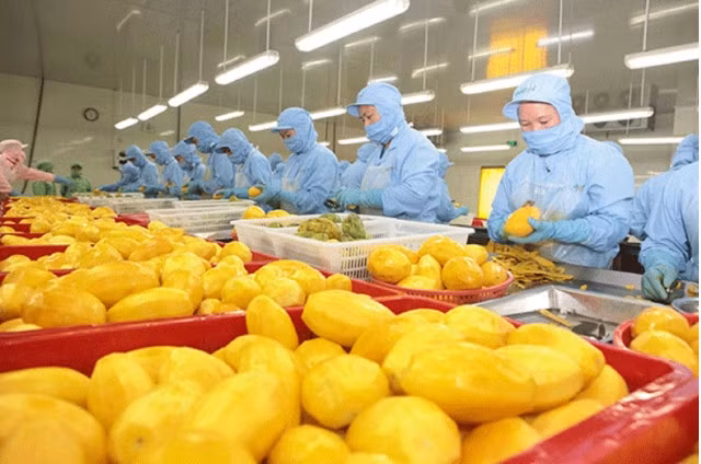 一季度越南蔬果出口总额约达12.5亿美元 ảnh 1