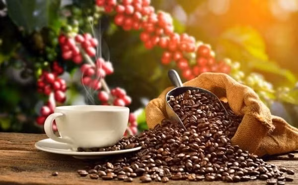 越南咖啡出口价格创下3000美元一吨的新纪录 ảnh 1