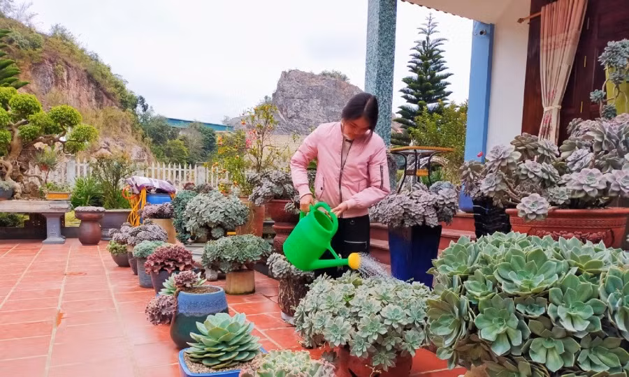 在家中种植石莲花 为家庭带来长久的吉祥之气 ảnh 1