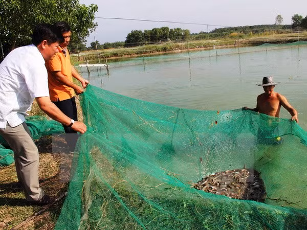九龙江三角洲地区加大农业结构调整力度有效应对气候变化 ảnh 1