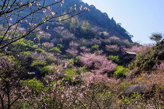 四季花开的木州高原 ảnh 2