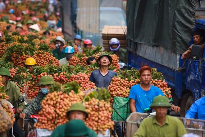 越南产品地里标志申请登记需符合越南—欧盟自贸协定的承诺 ảnh 1 越南产品地里标志申请登记需符合越南—欧盟自贸协定的承诺 ảnh 1
