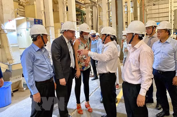 EVFTA为越南大米开辟进入欧盟市场大门 ảnh 2