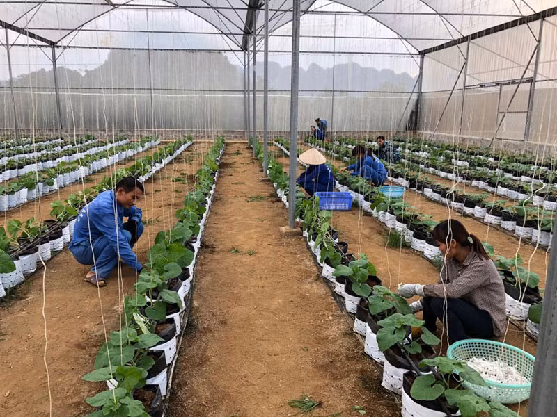 越南种植业力争2019年出口额达210亿美元 ảnh 1