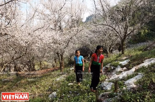 2019年新春佳节假期全国各旅游景点吸引大量游客前来参观旅游 ảnh 2